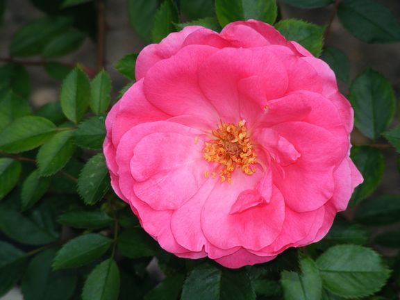 Ruffled Cloud photo rc2013_06080084_zpsec16f08a.jpg